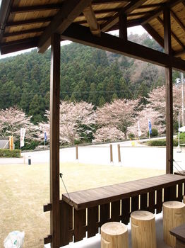 東村さんから桜の写真.jpg